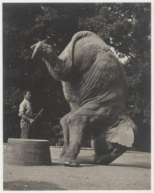 Paul Arico, éléphant