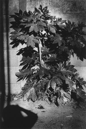 Daido Moriyama Fatsia Japonica, Kawasaki City, Kanagawa Photographie issue de la série « Lettre à St Loup », 1990 © Daido Moriyama Photo Foundation, Courtesy of Akio Nagasawa Gallery (Tokyo) et Galerie Jean-Kenta Gauthier (Paris)