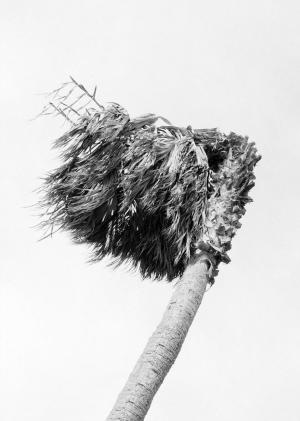 Beatriz de Souza Lima, « sans titre », photographie numérique, 2025